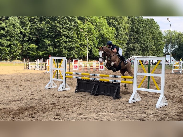 Cheval de sport allemand Hongre 10 Ans 160 cm Alezan in Wilsdruff
