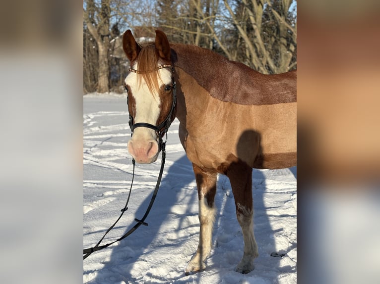 Cheval de sport allemand Hongre 10 Ans 160 cm Alezan in Wilsdruff