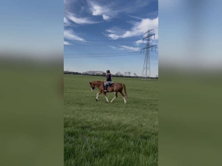 Cheval de sport allemand Hongre 10 Ans 160 cm Alezan in Wilsdruff