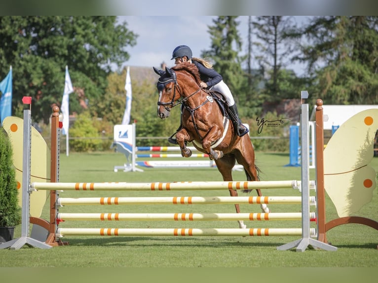 Cheval de sport allemand Hongre 10 Ans 163 cm Alezan in Bad Doberan