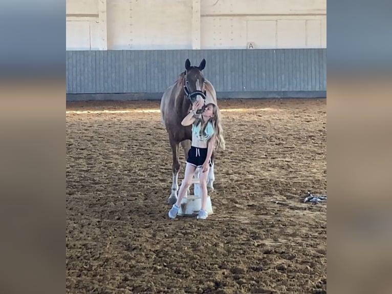 Cheval de sport allemand Hongre 10 Ans 164 cm Alezan in Rochau