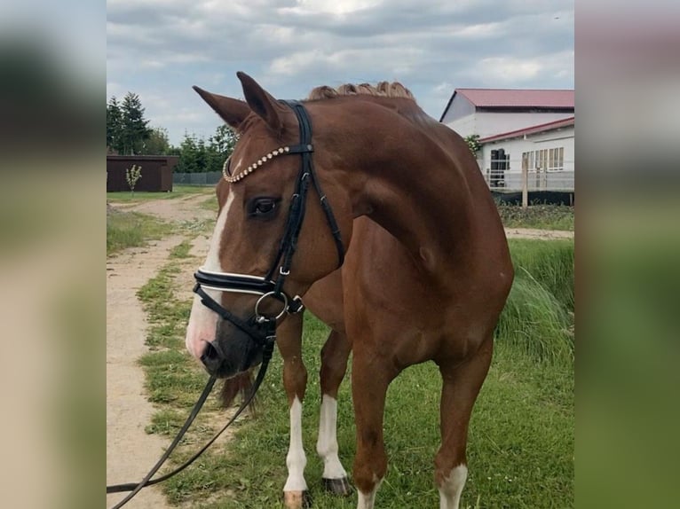 Cheval de sport allemand Hongre 10 Ans 164 cm Alezan in Rochau