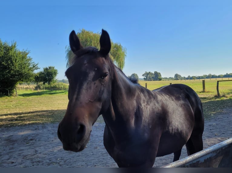 Cheval de sport allemand Hongre 10 Ans 165 cm Bai brun in Berlin