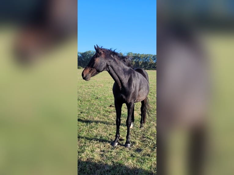 Cheval de sport allemand Hongre 10 Ans 165 cm Bai brun in Berlin