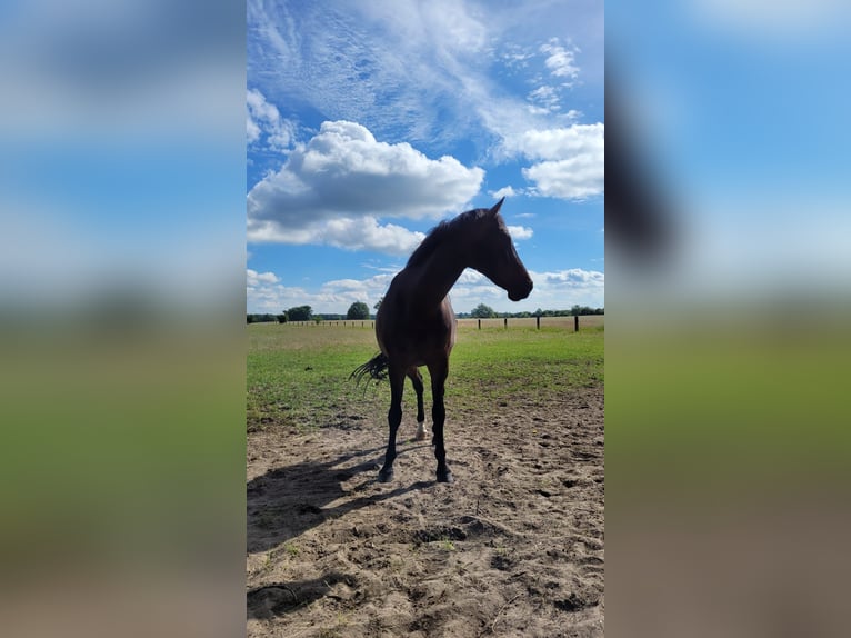 Cheval de sport allemand Hongre 10 Ans 165 cm Bai brun in Berlin