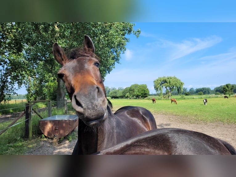 Cheval de sport allemand Hongre 10 Ans 165 cm Bai brun in Berlin