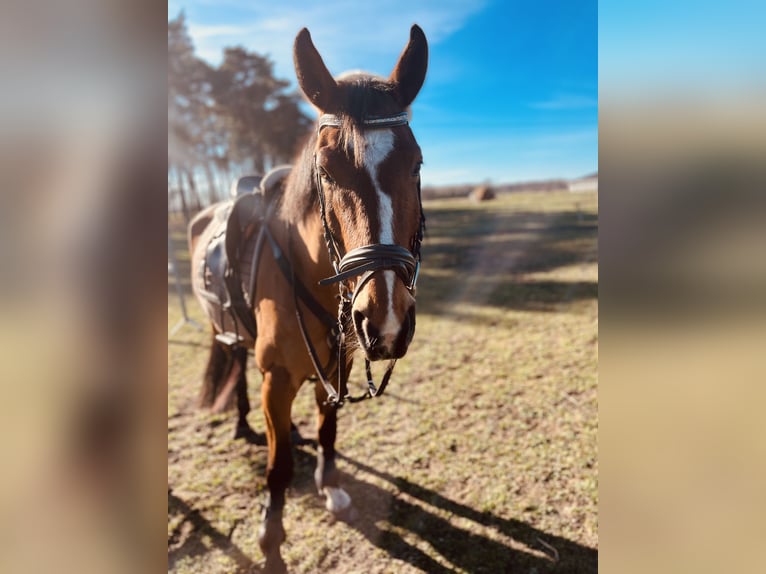 Cheval de sport allemand Hongre 10 Ans 165 cm Bai clair in Löcknitz