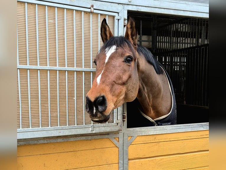 Cheval de sport allemand Hongre 10 Ans 165 cm in Altenmünster