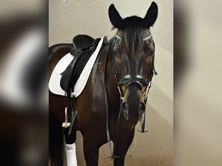 Cheval de sport allemand Hongre 10 Ans 167 cm Bai brun foncé in Kiefersfelden