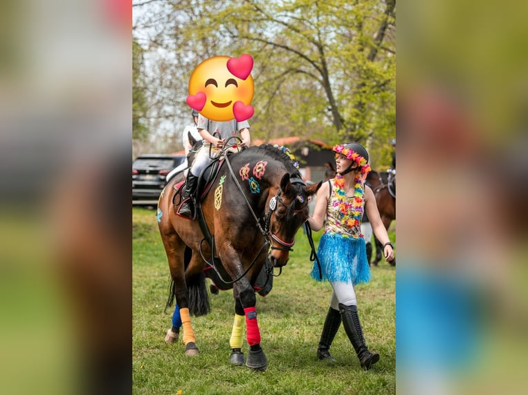 Cheval de sport allemand Hongre 10 Ans 167 cm Bai in Isenbüttel