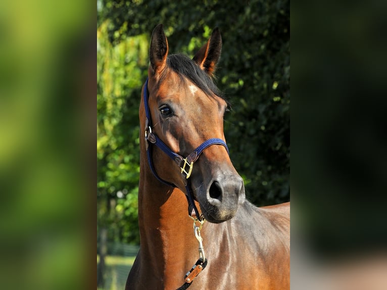 Cheval de sport allemand Hongre 10 Ans 167 cm Bai in Isenbüttel