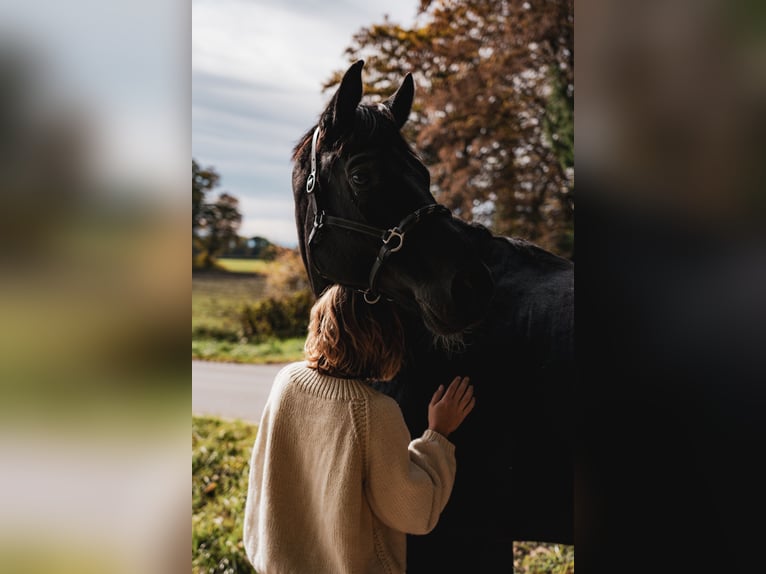 Cheval de sport allemand Hongre 10 Ans 167 cm in Fronreute