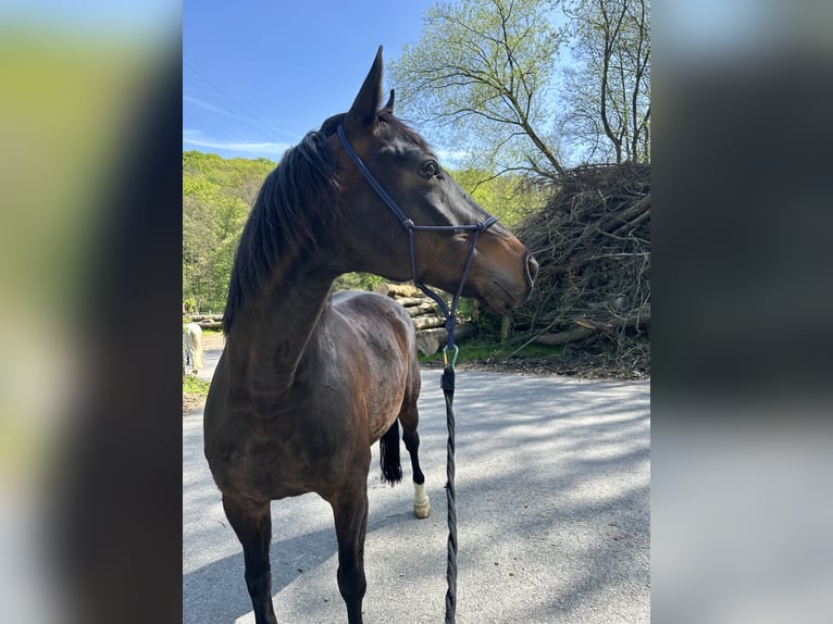 Cheval de sport allemand Hongre 10 Ans 168 cm Bai brun in Wuppertal