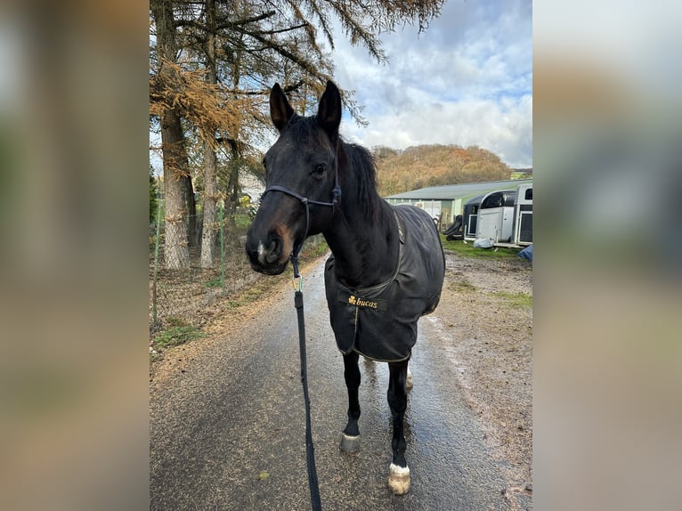 Cheval de sport allemand Hongre 10 Ans 168 cm Bai brun in Wuppertal