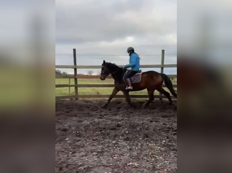 Cheval de sport allemand Hongre 10 Ans 168 cm Bai brun in Boulogne-Billancourt