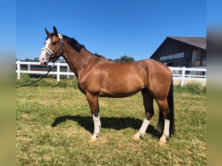Cheval de sport allemand Hongre 10 Ans 168 cm Bai in Arnegg