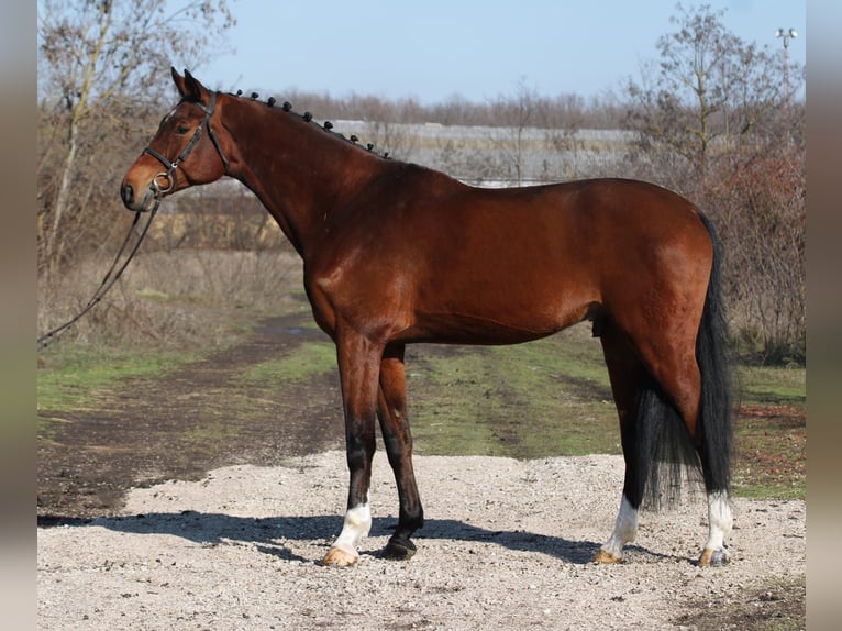 Cheval de sport allemand Hongre 10 Ans 168 cm Bai in Gyula