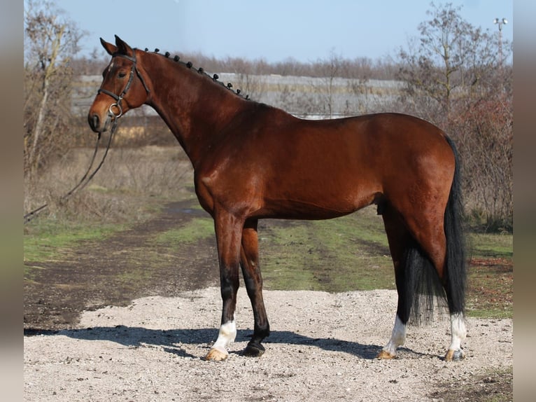 Cheval de sport allemand Hongre 10 Ans 168 cm Bai in Gyula