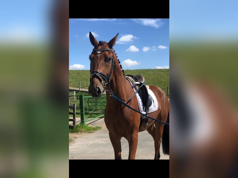 Cheval de sport allemand Hongre 10 Ans 168 cm Bai clair in Wittmund