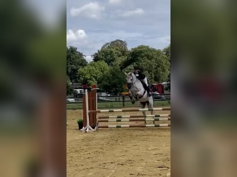 Cheval de sport allemand Hongre 10 Ans 169 cm Gris in Neuenhagen