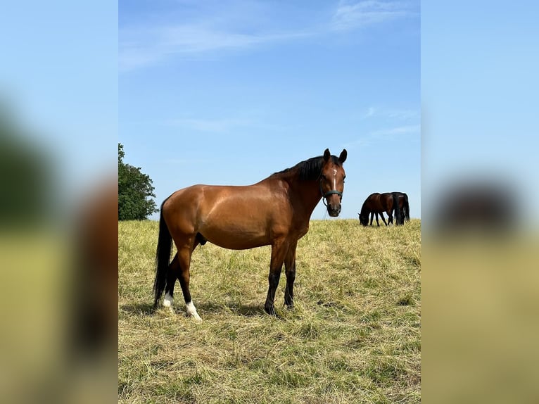 Cheval de sport allemand Hongre 10 Ans 170 cm Bai in Burgthann