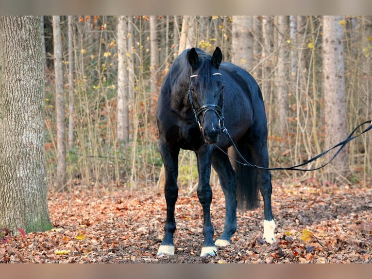 Cheval de sport allemand Hongre 10 Ans 170 cm Noir in Hammersbach