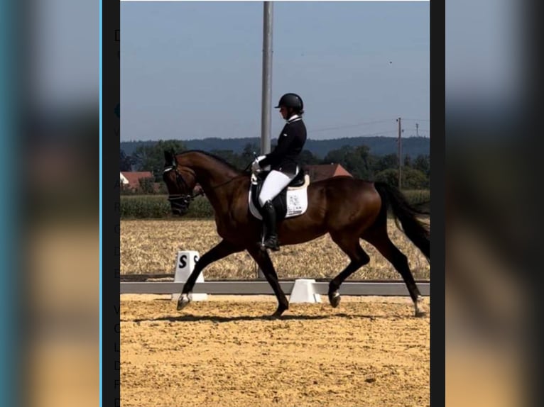 Cheval de sport allemand Hongre 10 Ans 172 cm Bai in Seewalchen