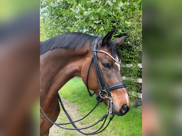 Cheval de sport allemand Hongre 10 Ans 172 cm Bai in Duisburg