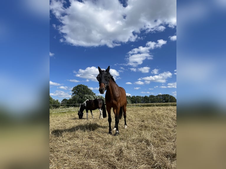 Cheval de sport allemand Hongre 10 Ans 172 cm Bai in Zockau