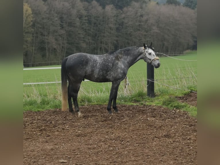 Cheval de sport allemand Hongre 10 Ans 172 cm Gris pommelé in Sch&#xF6;nthal