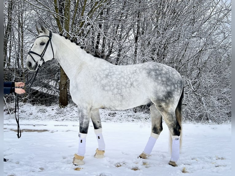 Cheval de sport allemand Hongre 10 Ans 172 cm Gris pommelé in Sch&#xF6;nthal