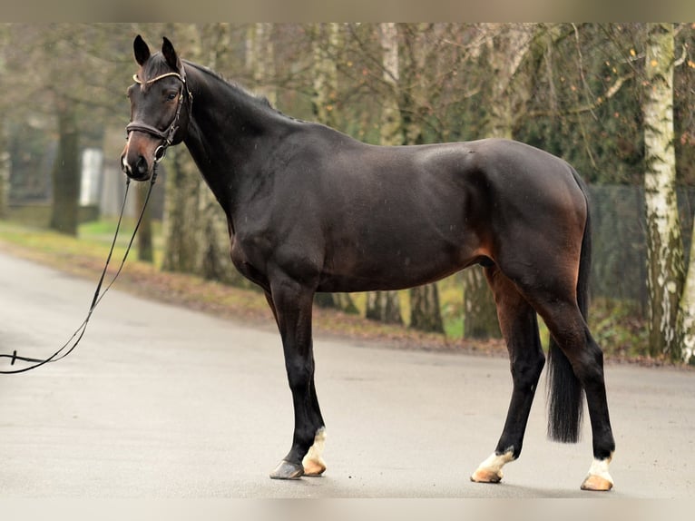 Cheval de sport allemand Hongre 10 Ans 173 cm Bai cerise in Tarnowo podgórne