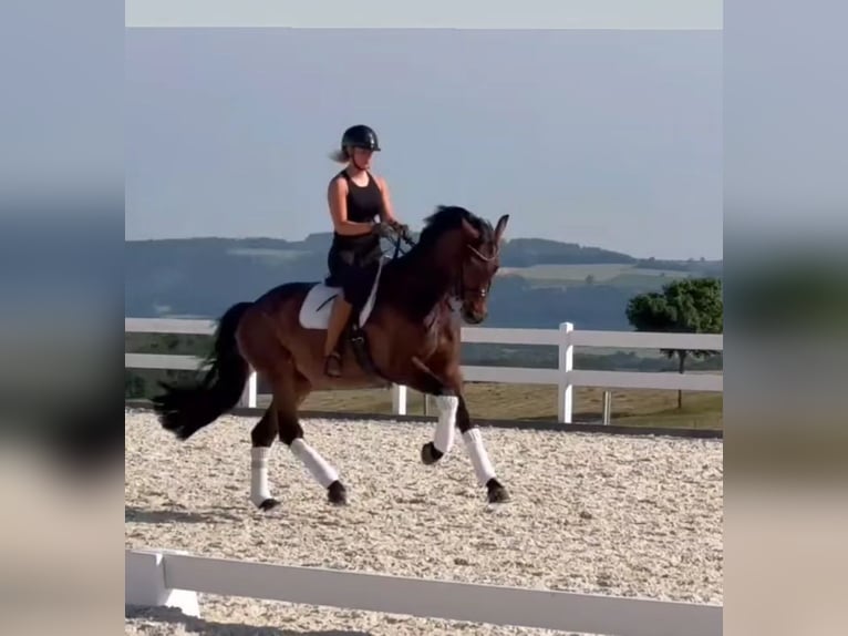 Cheval de sport allemand Hongre 10 Ans 173 cm Bai in Bayreuth