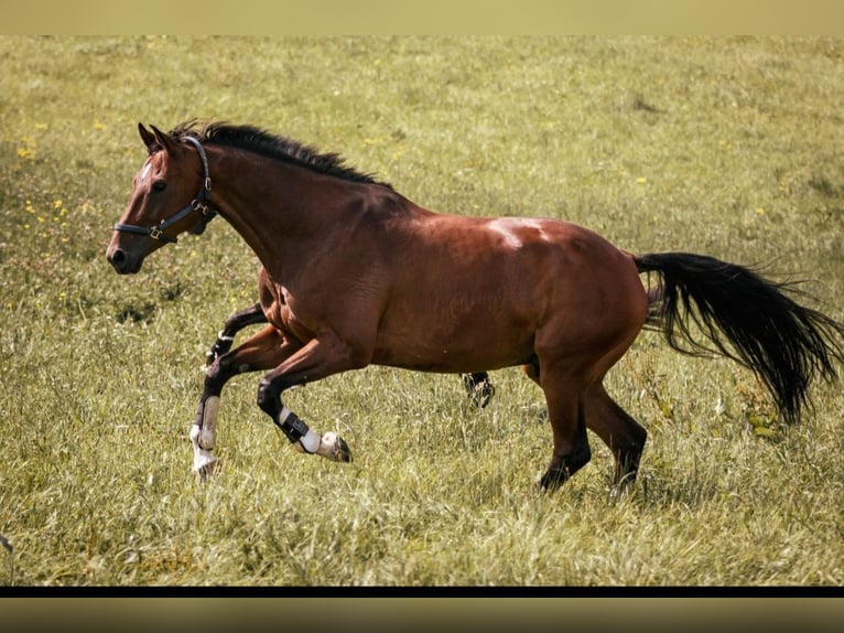 Cheval de sport allemand Hongre 10 Ans 173 cm Bai in Schwäbisch Hall