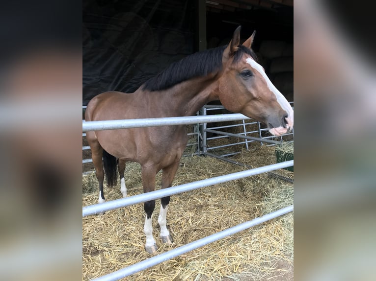 Cheval de sport allemand Hongre 10 Ans 173 cm Bai clair in Neuenhagen