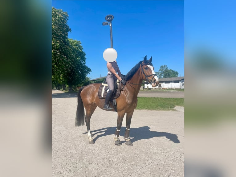 Cheval de sport allemand Hongre 10 Ans 173 cm Bai clair in Neuenhagen