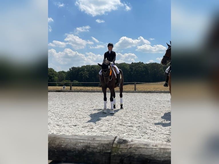 Cheval de sport allemand Hongre 10 Ans 174 cm Bai brun foncé in Harsdorf