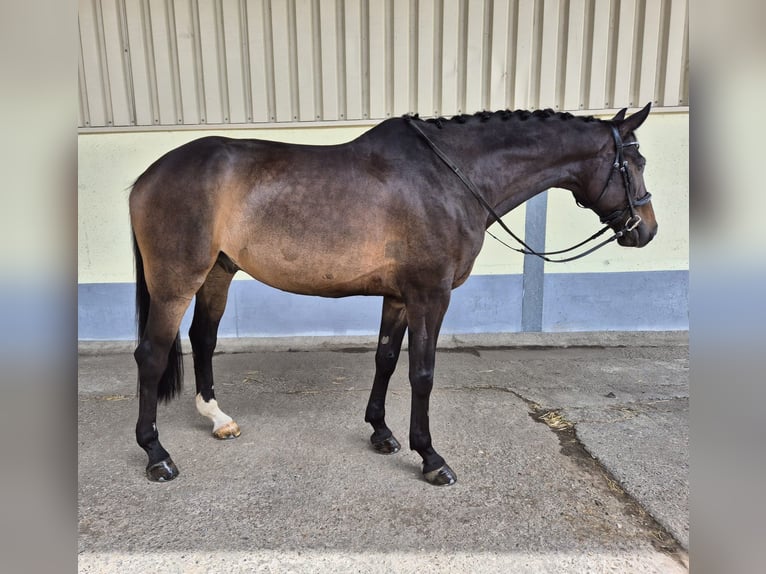 Cheval de sport allemand Hongre 10 Ans 175 cm Bai brun in Taucha