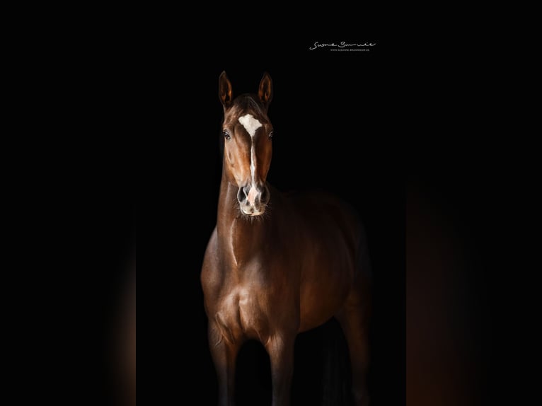 Cheval de sport allemand Hongre 10 Ans 175 cm Bai brun in Vilsbiburg