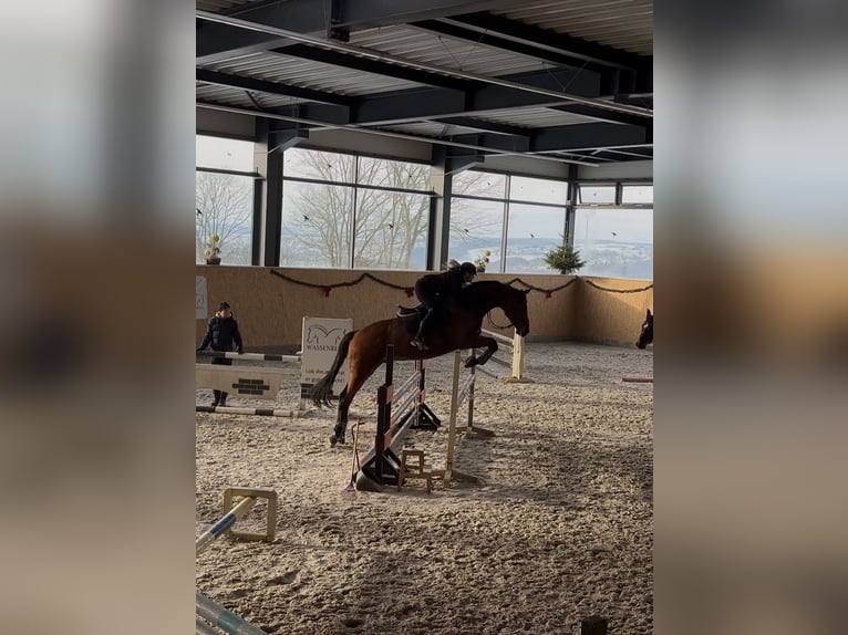 Cheval de sport allemand Hongre 10 Ans 175 cm Bai brun in BahretaL