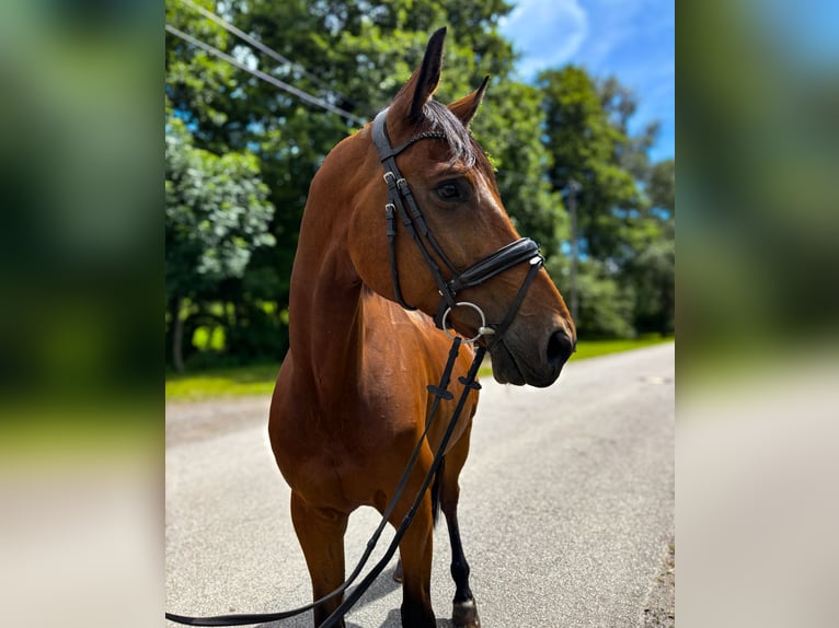 Cheval de sport allemand Hongre 10 Ans 175 cm Bai brun in BahretaL