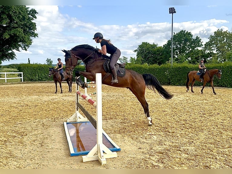 Cheval de sport allemand Hongre 10 Ans 175 cm Bai in Zwickau