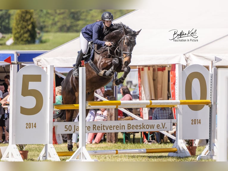 Cheval de sport allemand Hongre 10 Ans 176 cm Bai brun in Werneuchen