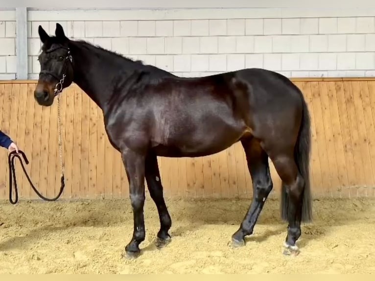 Cheval de sport allemand Hongre 10 Ans 176 cm Bai brun in Werneuchen