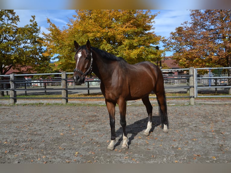 Cheval de sport allemand Hongre 10 Ans 176 cm Bai in Reutte