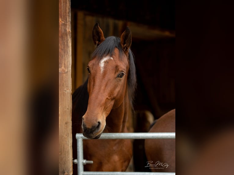 Cheval de sport allemand Hongre 10 Ans 176 cm Bai in Schattwald