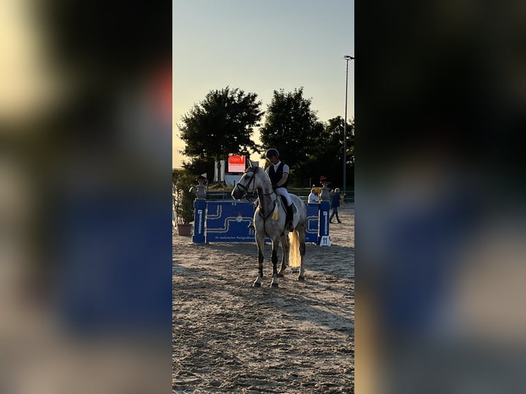 Cheval de sport allemand Hongre 10 Ans 176 cm Gris in Uetze