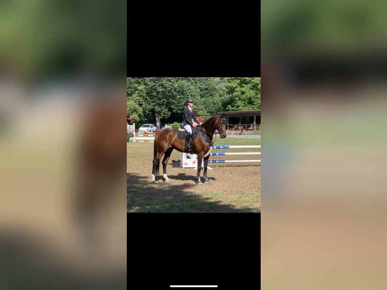 Cheval de sport allemand Hongre 10 Ans 178 cm Bai brun in Hösbach