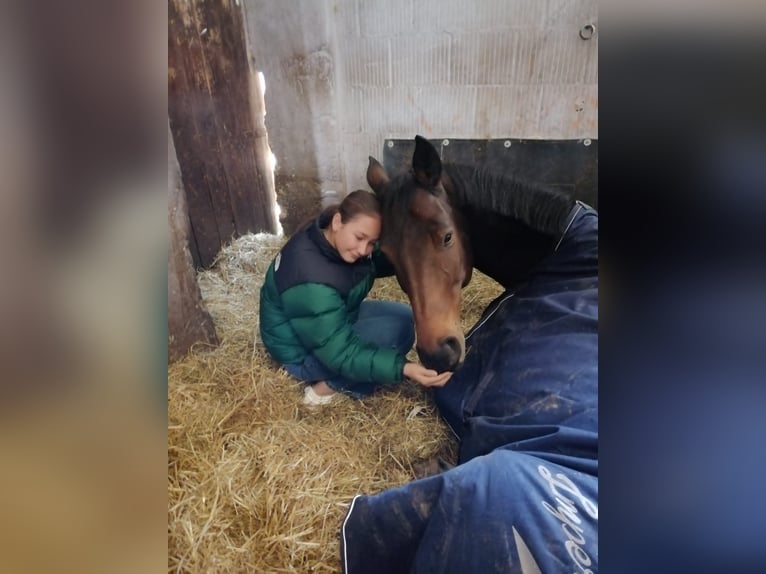 Cheval de sport allemand Hongre 10 Ans 178 cm Bai brun in Hösbach