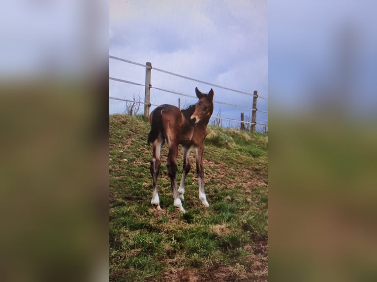 Cheval de sport allemand Hongre 10 Ans 178 cm Bai brun in Hösbach